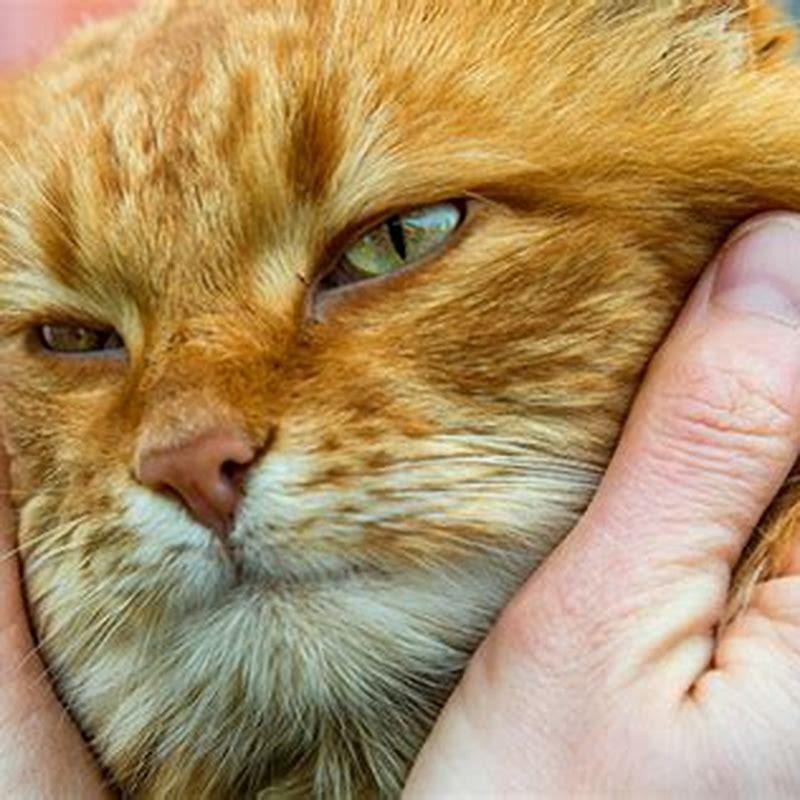 How long can a ginger cat live?
