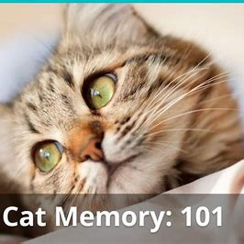 How Long Can cats remember things?