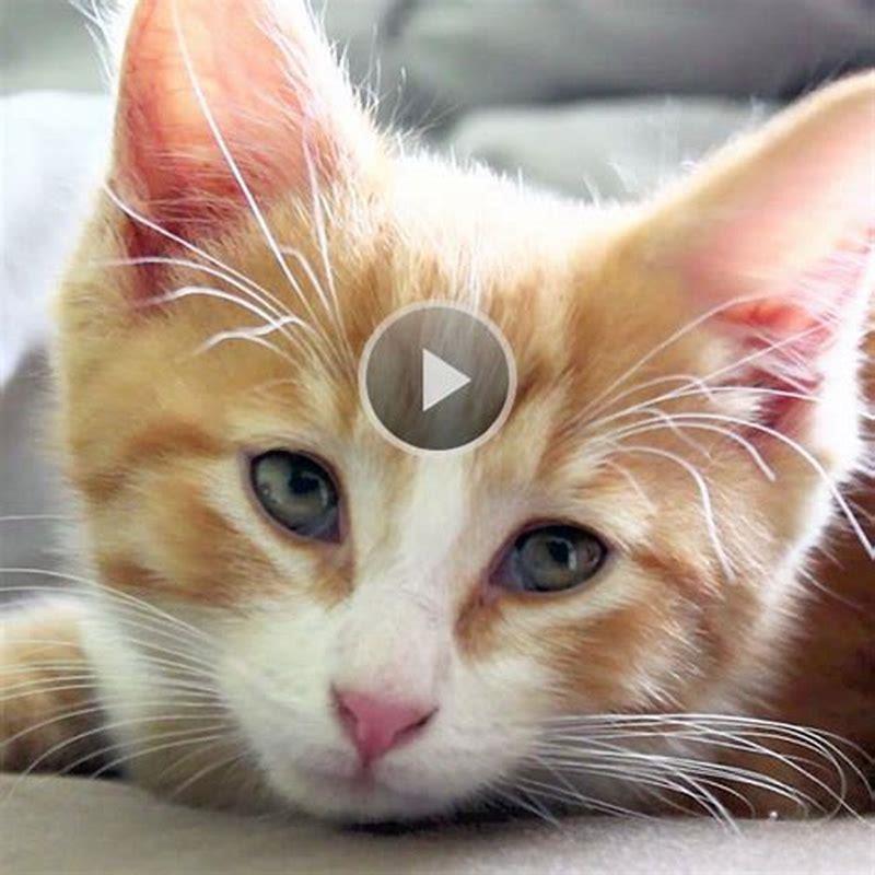How long do cats live for as pets?