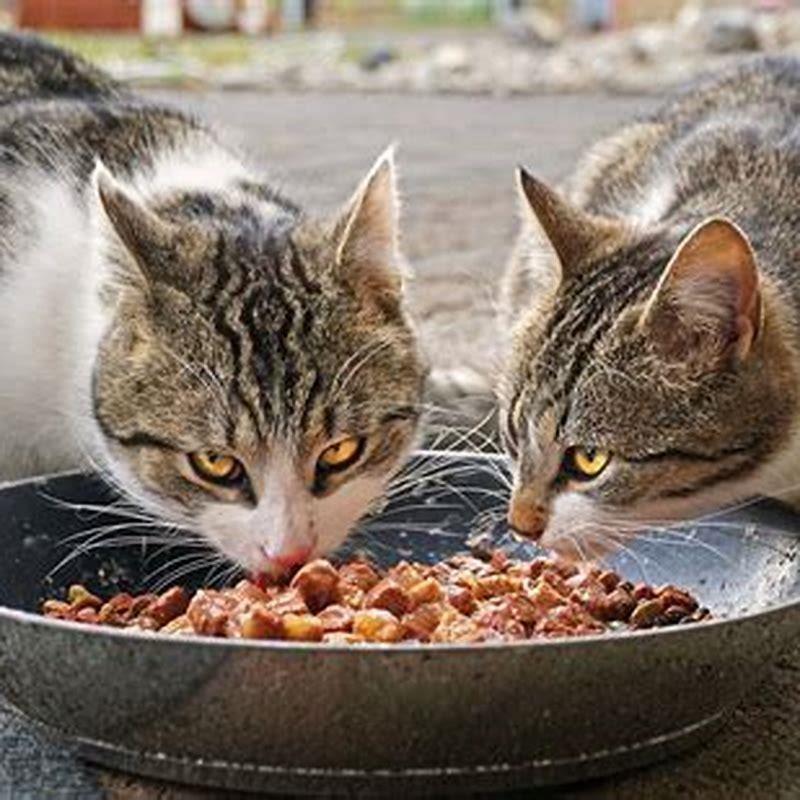 How often do cats eat a day?