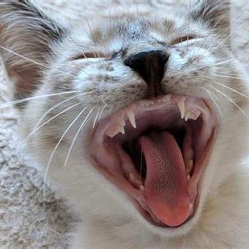 How often do cats have babies?