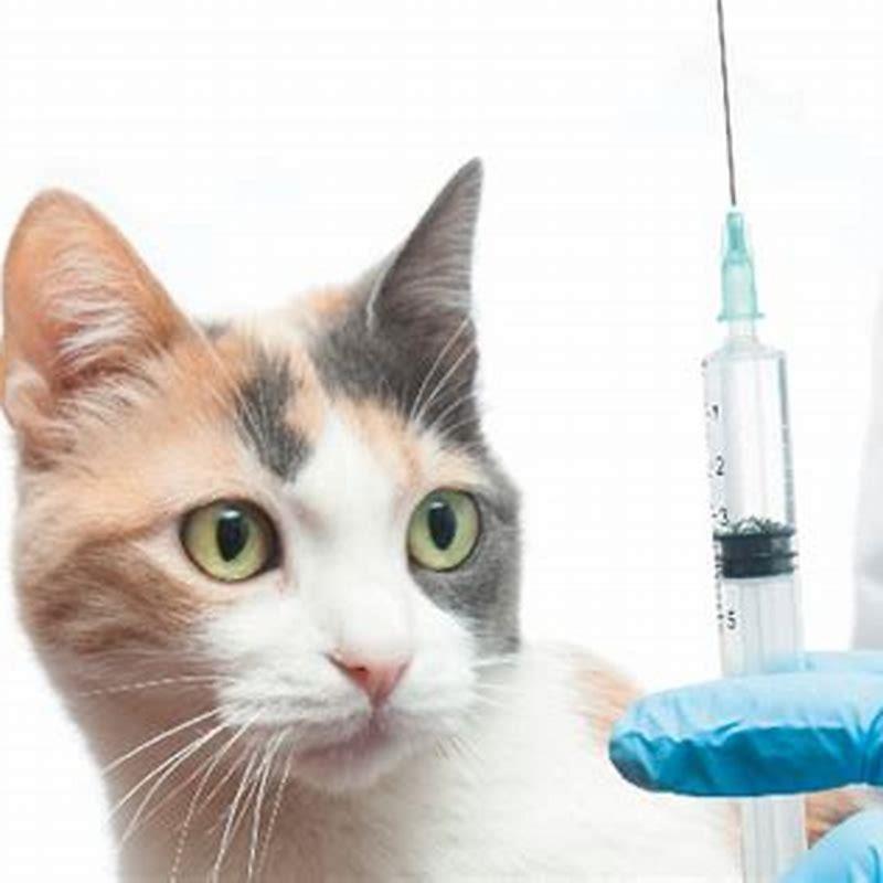 cat-booster-shots-what-are-they-and-how-often-your-cat-needs-them-hot