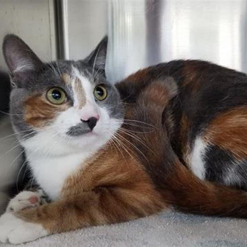 Is a male calico cat rare?