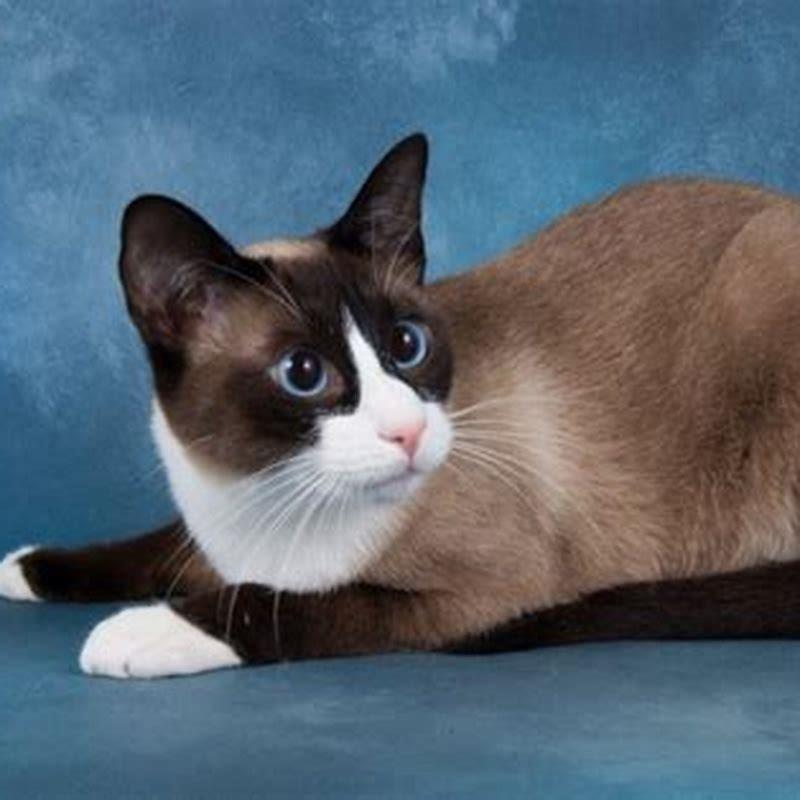 is-a-snowshoe-cat-rare-diy-seattle