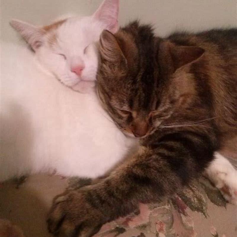 Is it normal for cats to growl at each other?