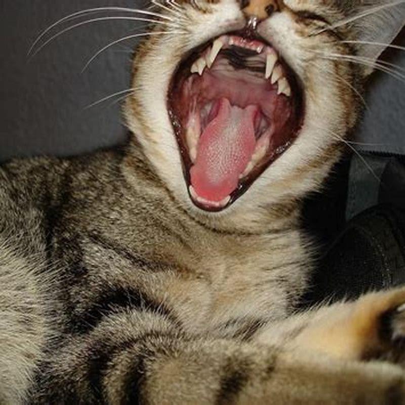 Is it normal for my cats breath to smell fishy?
