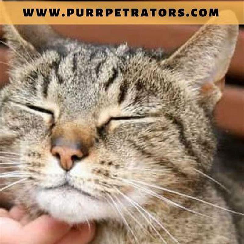 What are signs that a cat is happy?