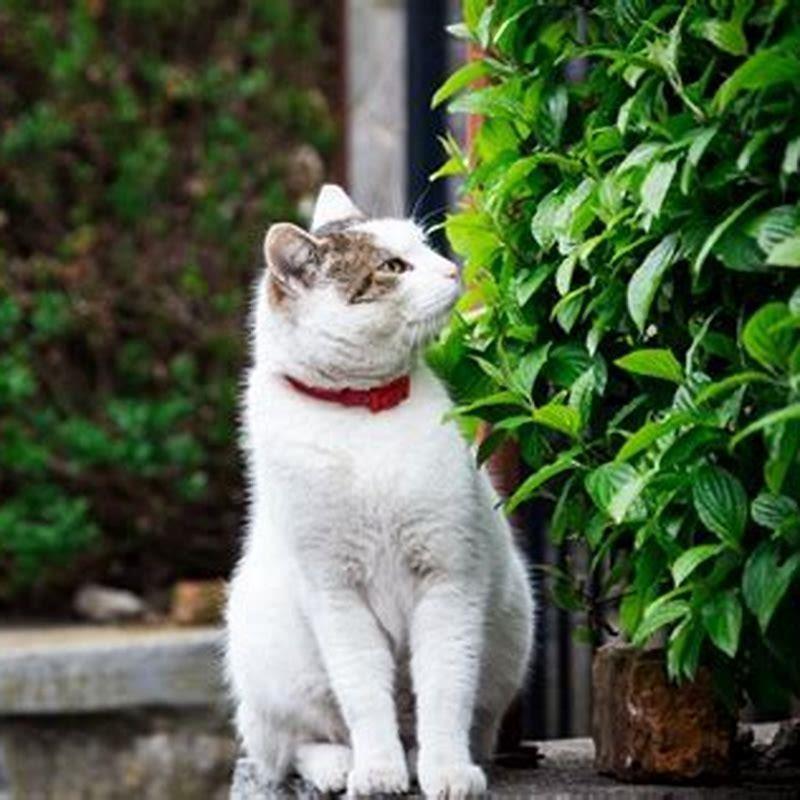 What are some scents that cats love?