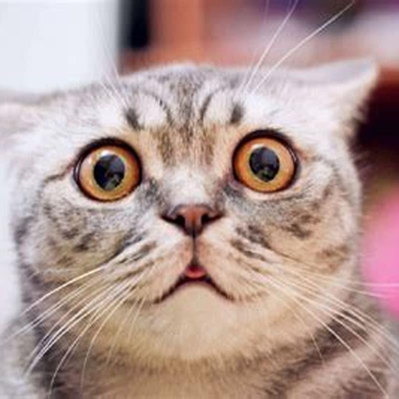 What can cats not have?