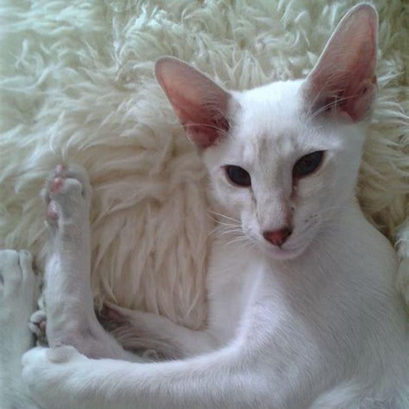 What determines how many kittens a cat will have?