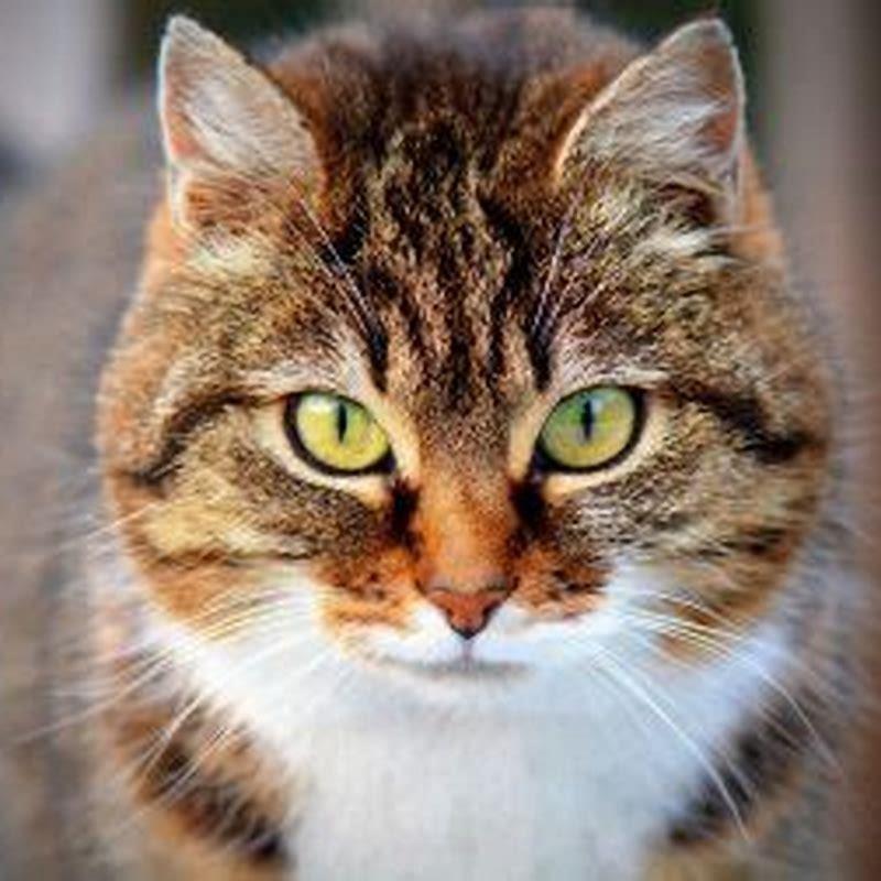 What do cats think when we kiss them?
