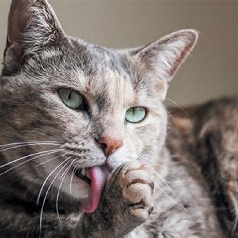 what-does-it-mean-if-a-cat-licks-another-cat-diy-seattle