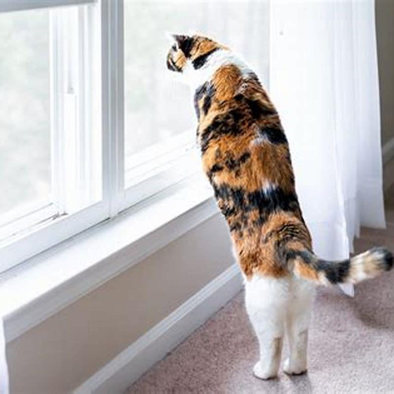 What does it mean when a cat constantly moves its tail?