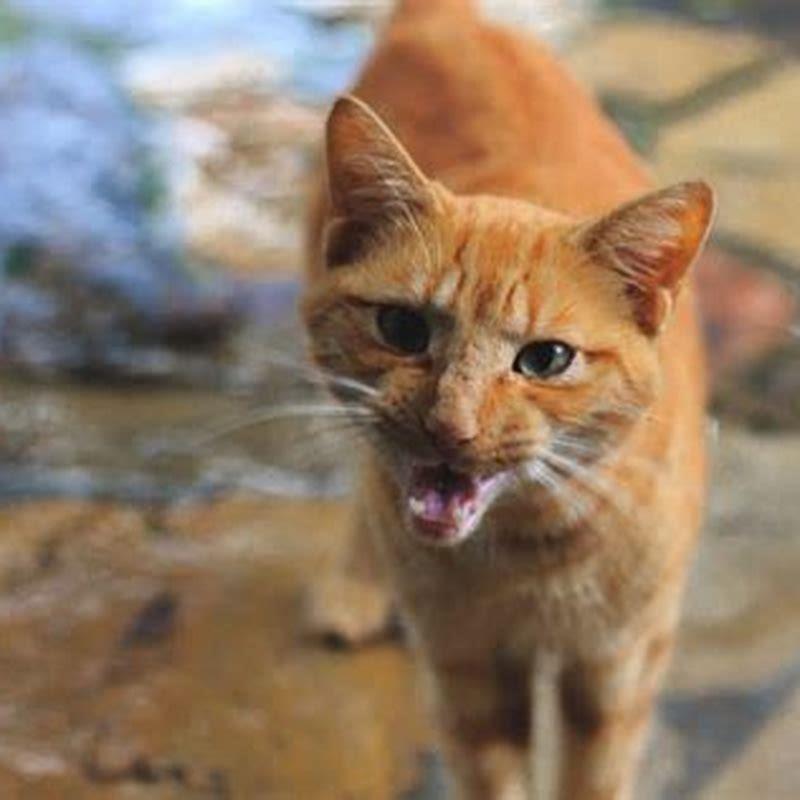 What does it mean when a cat does a low growl?