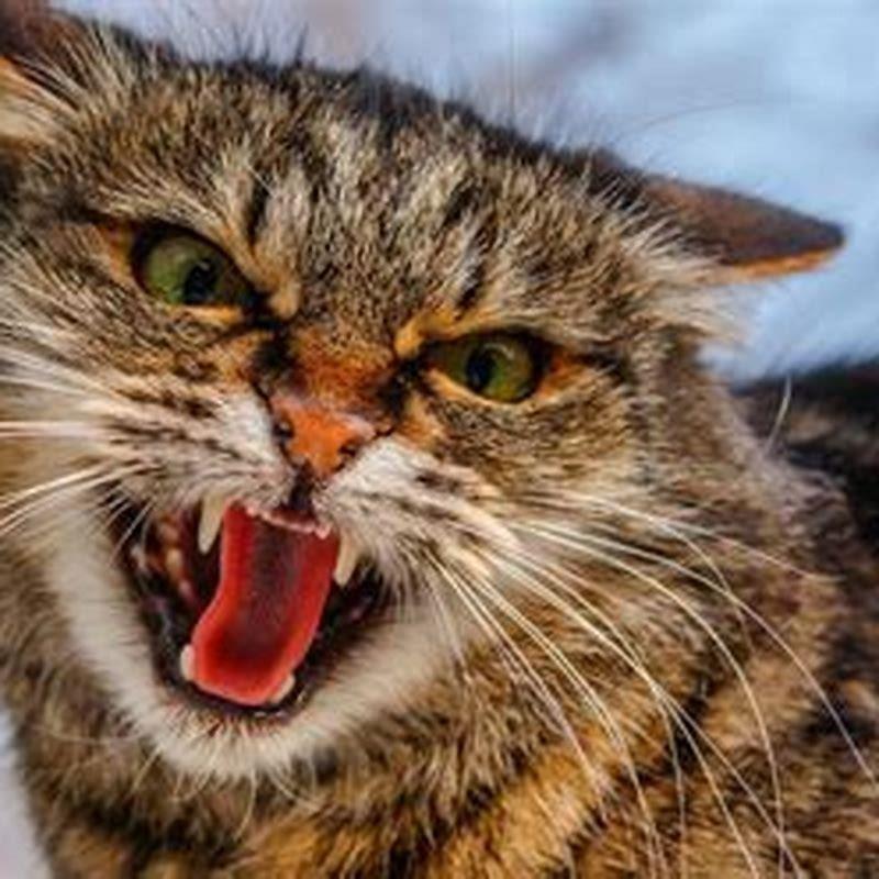 What does it mean when a cat hisses at a kitten? DIY Seattle