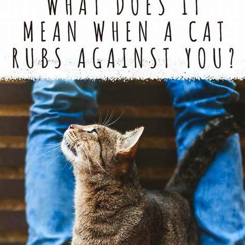 What does it mean when a cat rubs head against you?