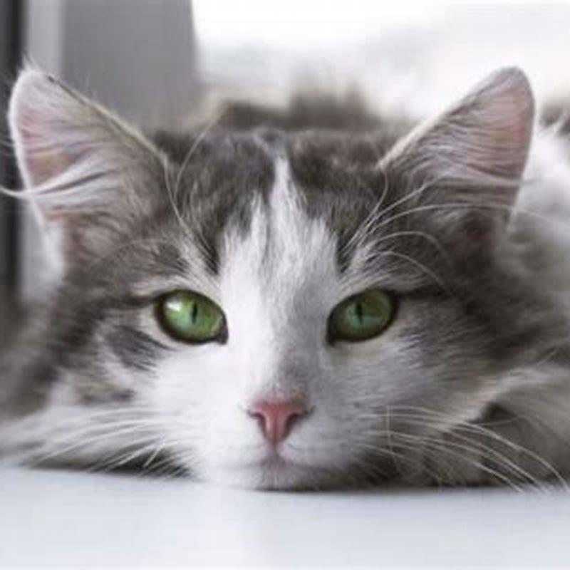 How Old Do Cats Eyes Change Color