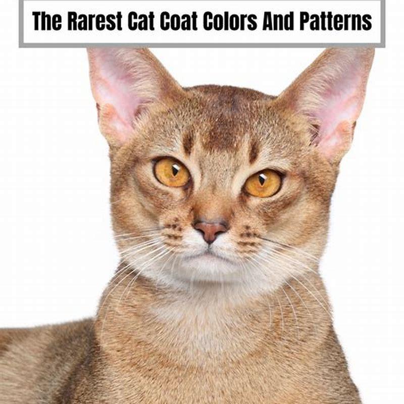 What is the rarest Colour of cat?