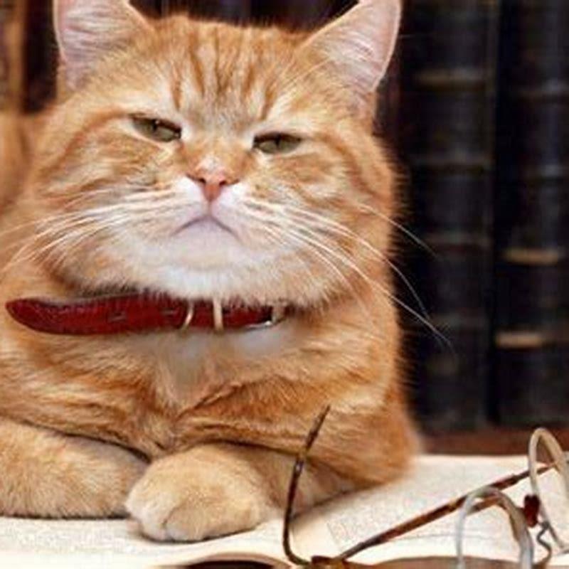 What kind of cat lives the longest?