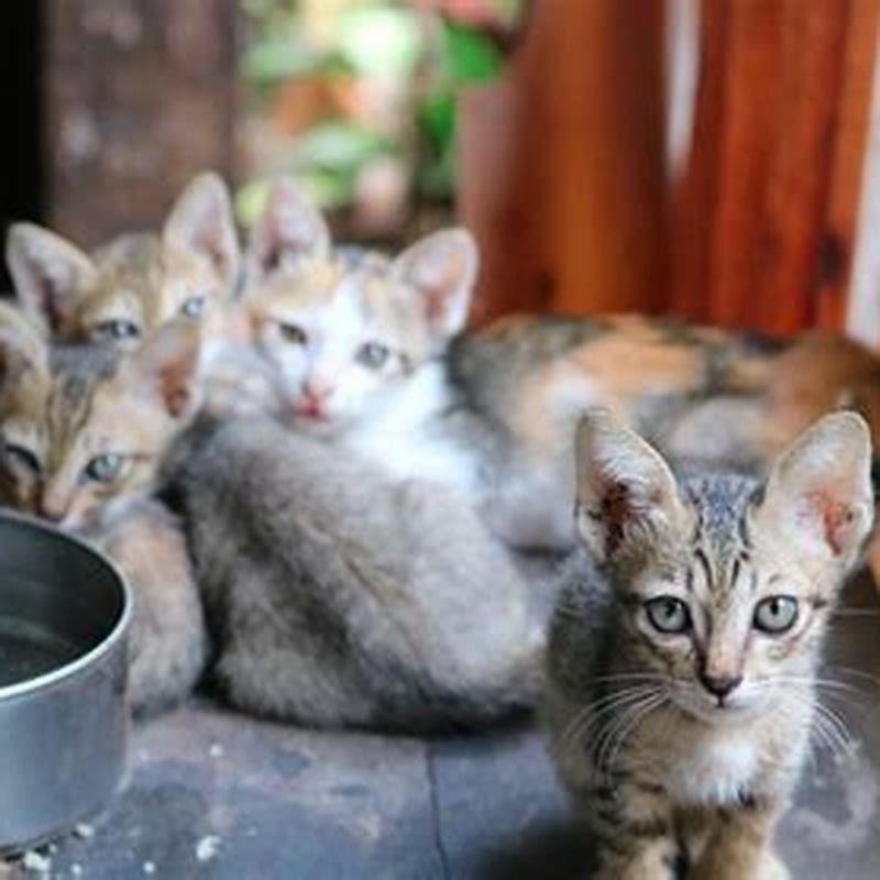 What shots do cats get yearly?