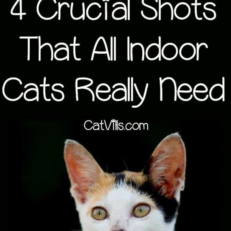 What shots do indoor cats really need?