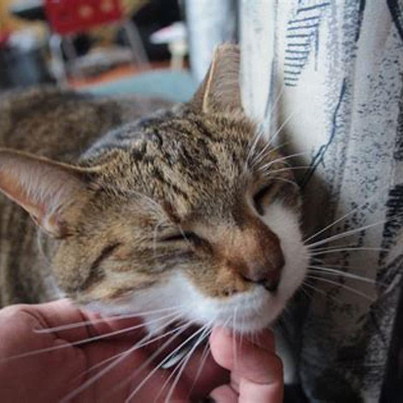 What shots does my cat actually need?