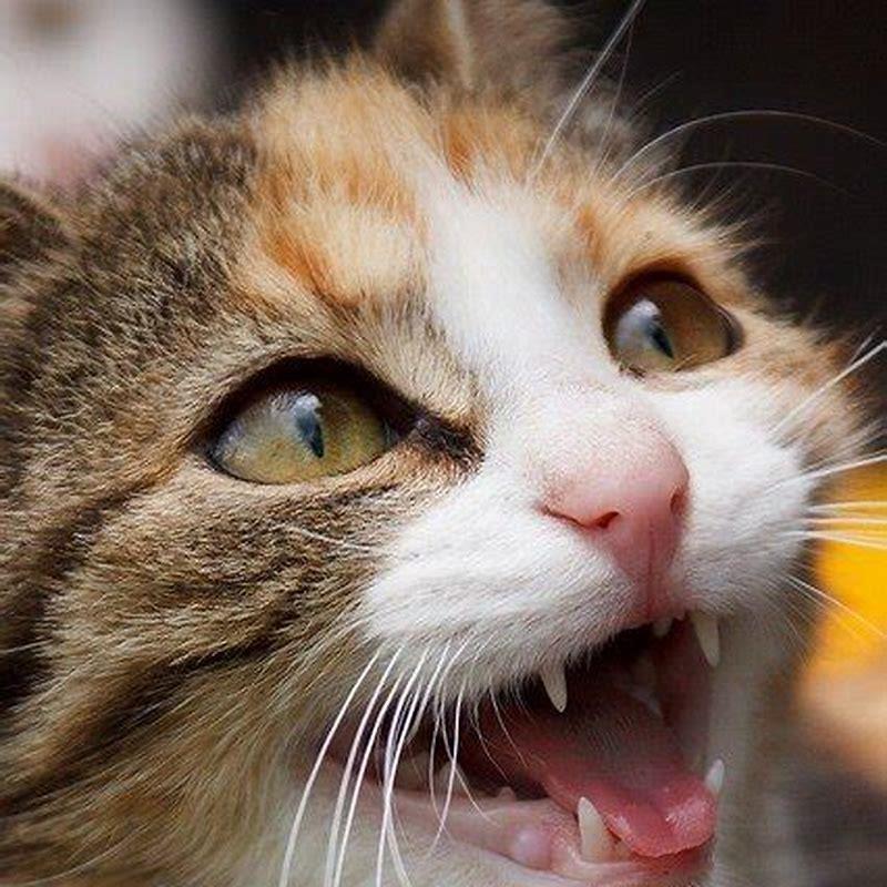 What sounds do cats hear best?