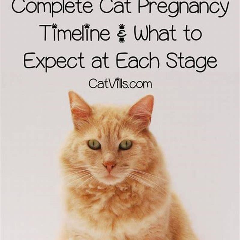 When Can cats tell youre pregnant?