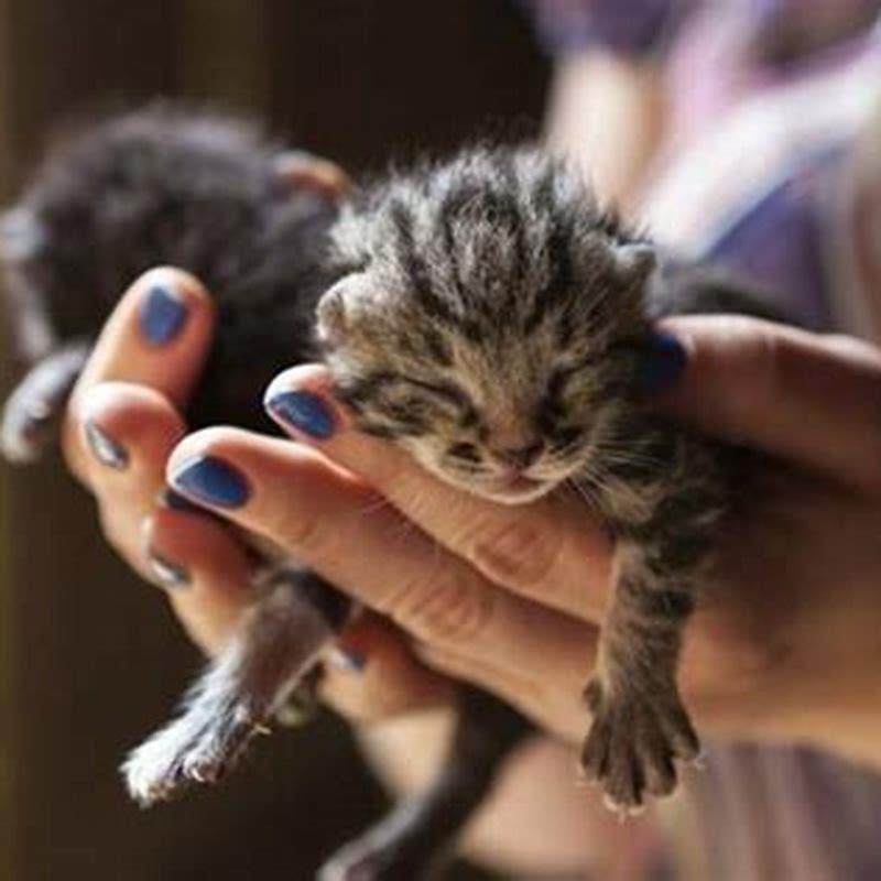 When can I touch newborn kittens? DIY Seattle
