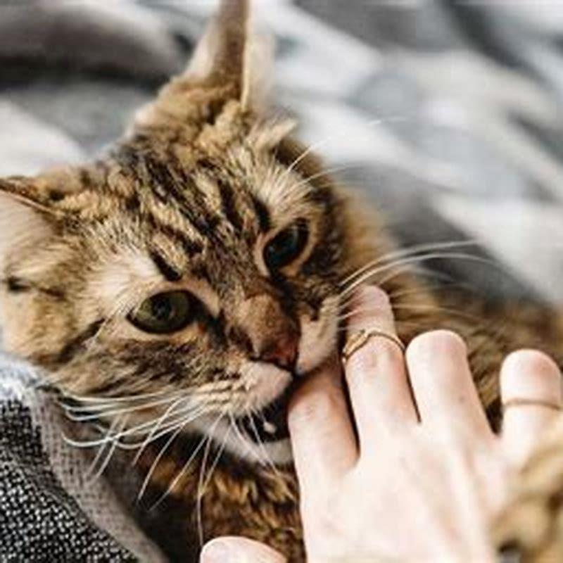 Why do cats bite when happy?