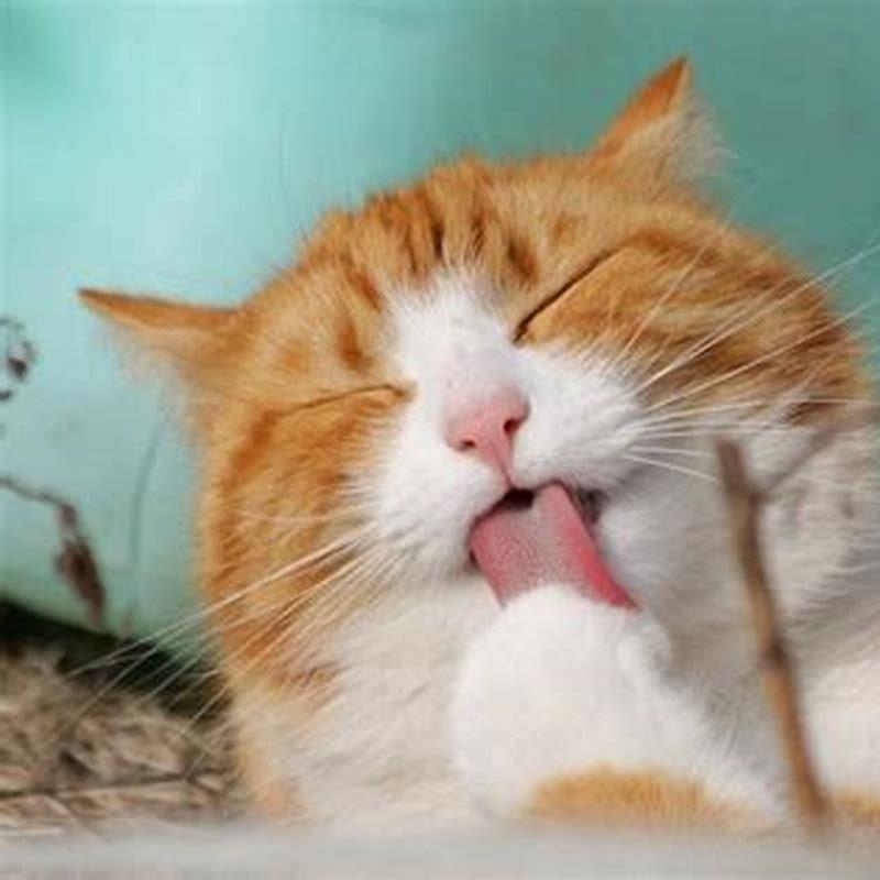 Why do cats clean themselves so often?