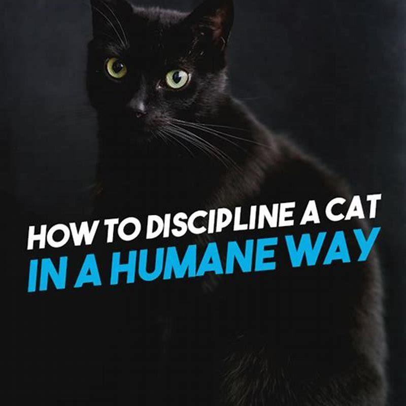 Why do cats hit other cats for no reason?