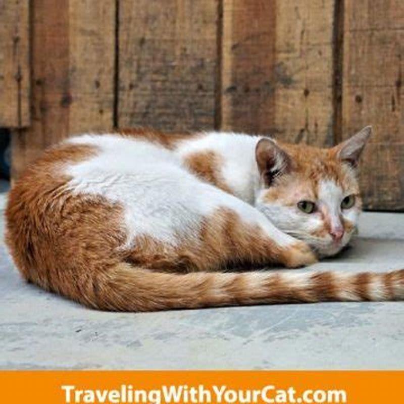 Why do cats wag their tails when you say their name?