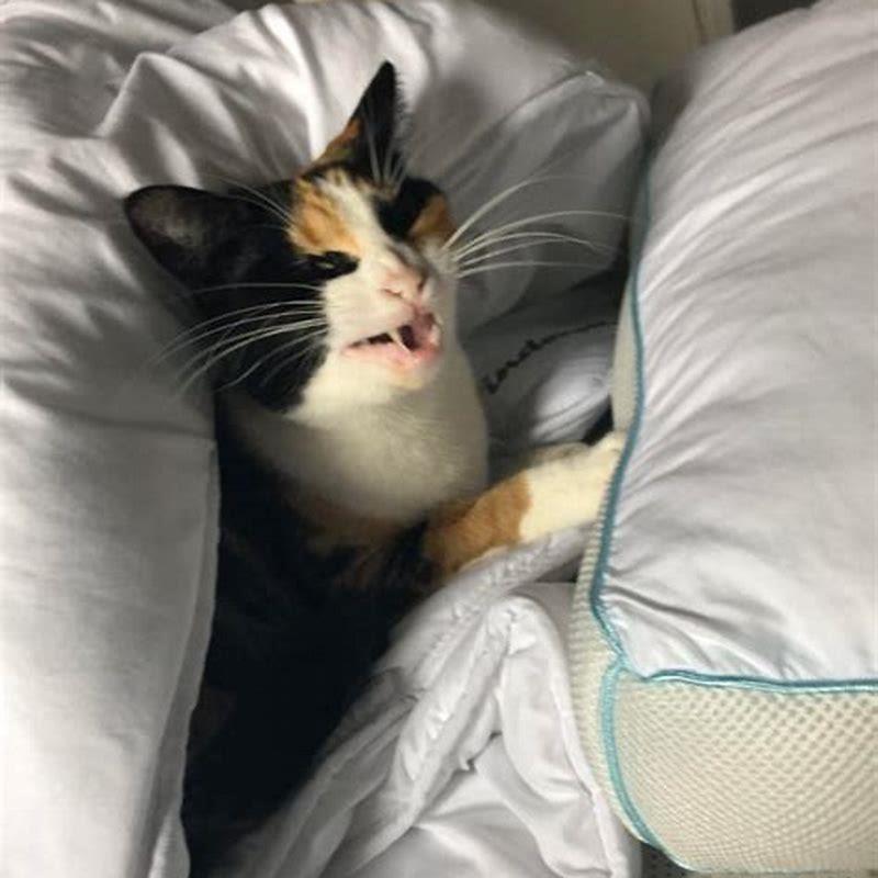 Why do I hear cats screaming outside?