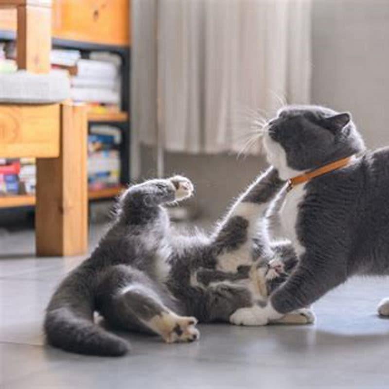 Why do my cats suddenly hate each other?