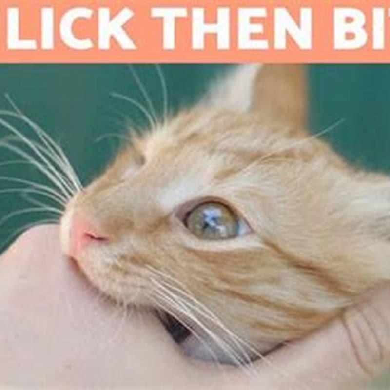 Why does my cat attack my other cat out of nowhere?