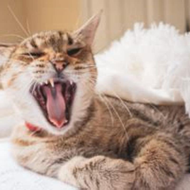 Why does my cat breathe fast when I pet him?