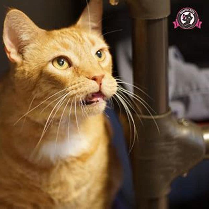 Why does my cat chirp at my other cat?