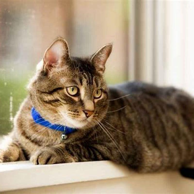 Why does my cat come in when I poop?