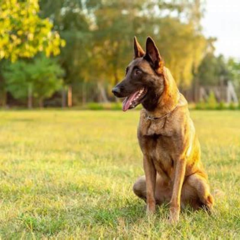 Are Belgian Malinois good herding dogs?