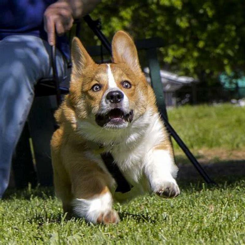Are corgis the cutest dogs?
