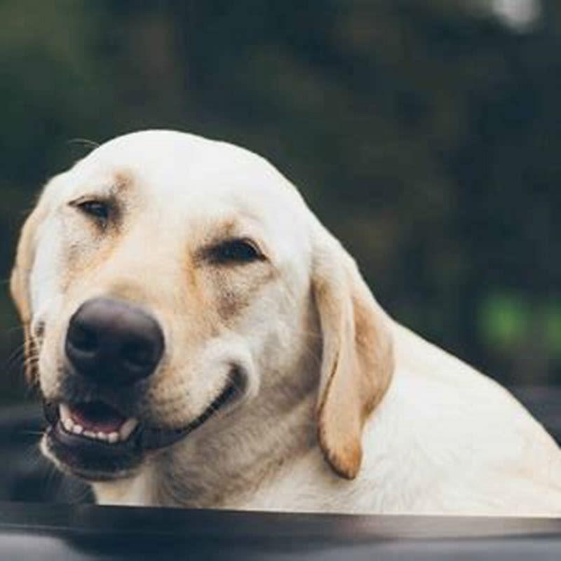 Are dogs happy when they have the Zoomies?