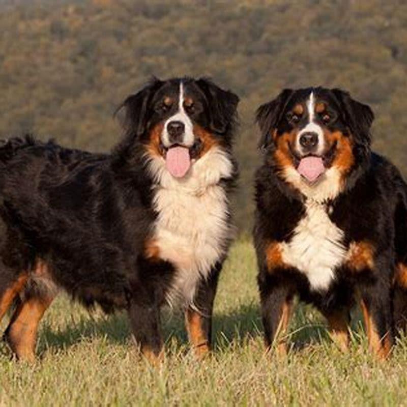 Are Greater Swiss Mountain Dogs barkers?