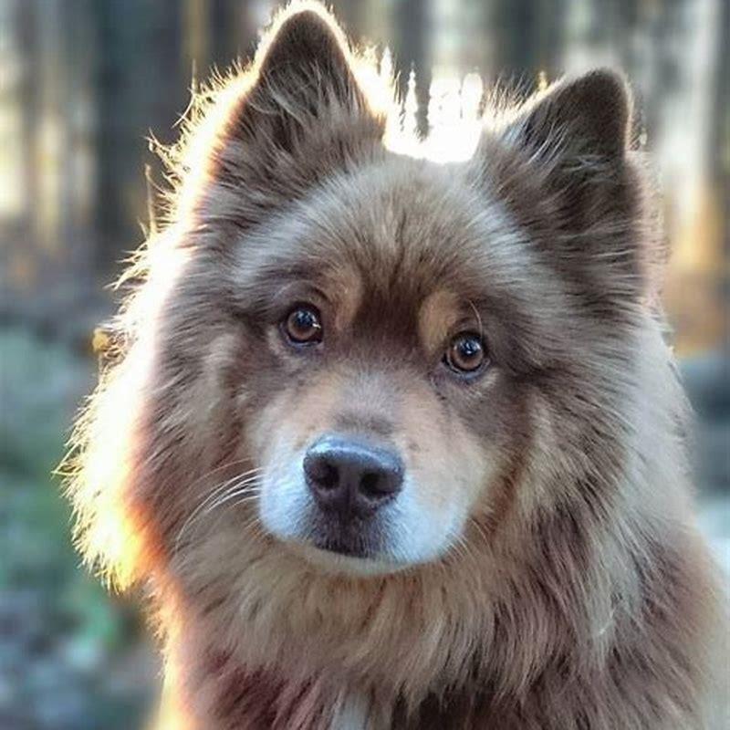 Are Keeshond good pets?