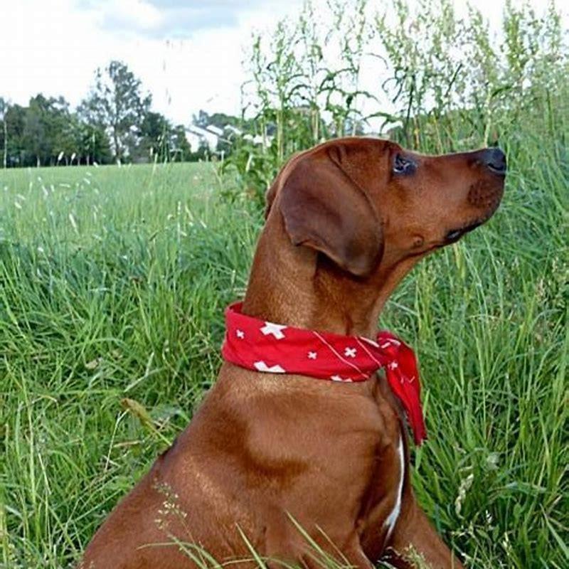 Are Rhodesian Ridgebacks hard to train?