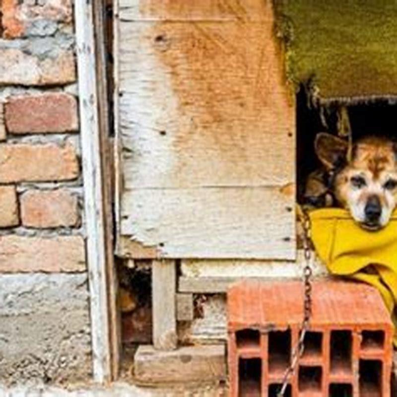 can-a-puppy-survive-hypothermia-diy-seattle