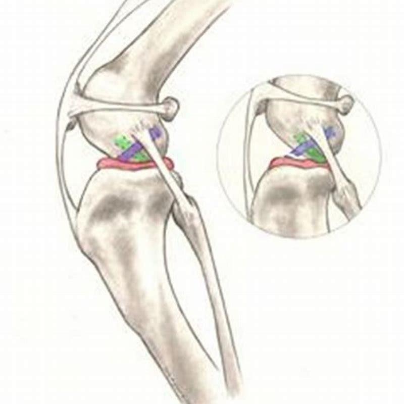 can-a-ruptured-cruciate-ligament-heal-itself-in-dogs-diy-seattle