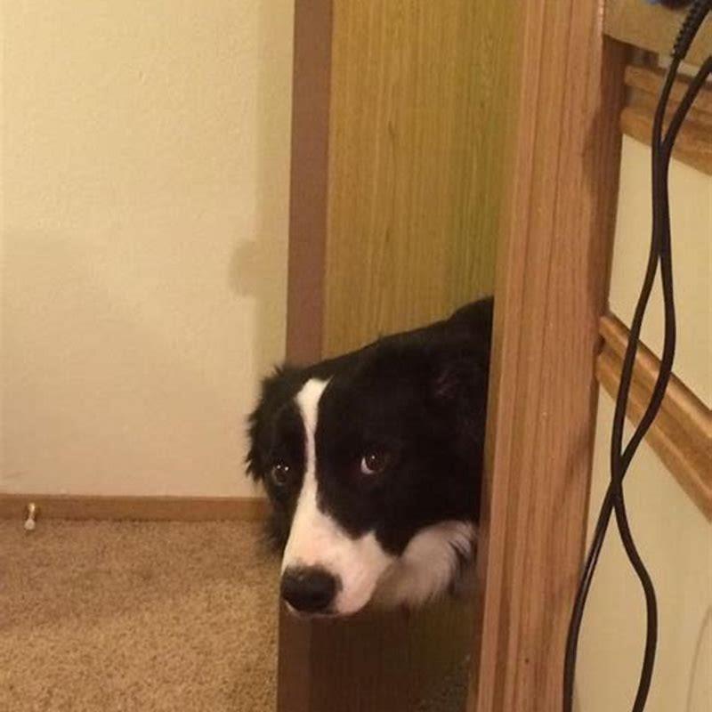 Can anybody sit a dog?