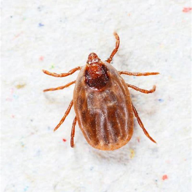 can-dog-ticks-cause-disease-in-humans-diy-seattle