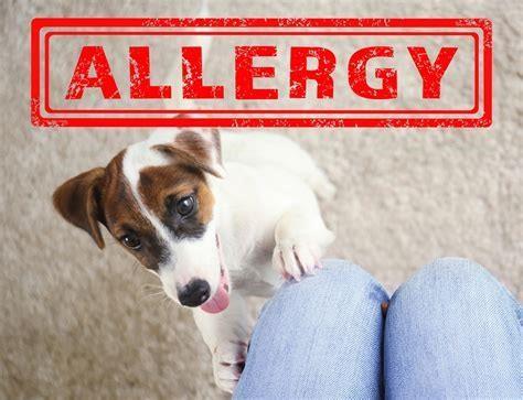Can dogs be allergic to honey?
